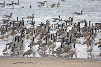 Cackling Geese et al 1398
